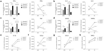 Immune system dysfunction and inflammation in aging Shank3b mutant mice, a model of autism spectrum disorder